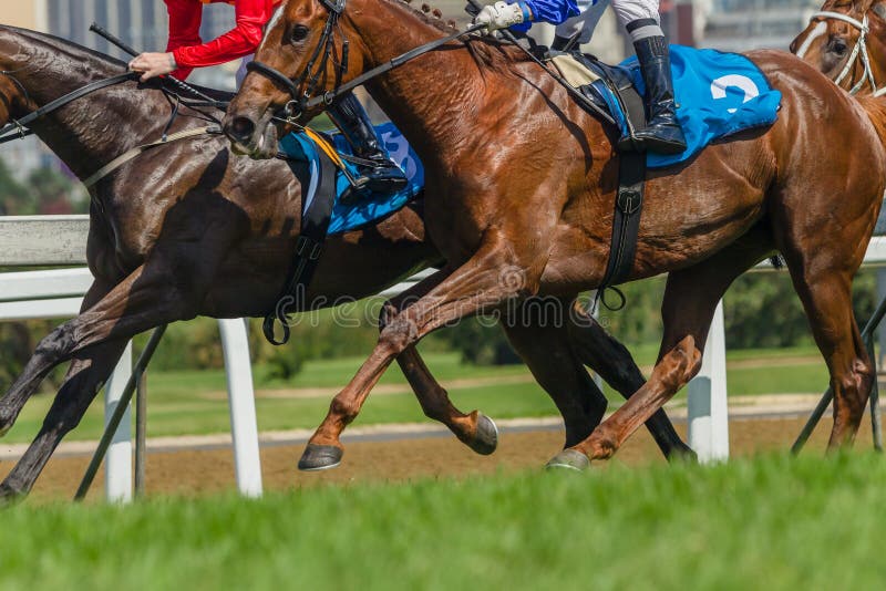 Horses Racing Closeup Animal body Action.