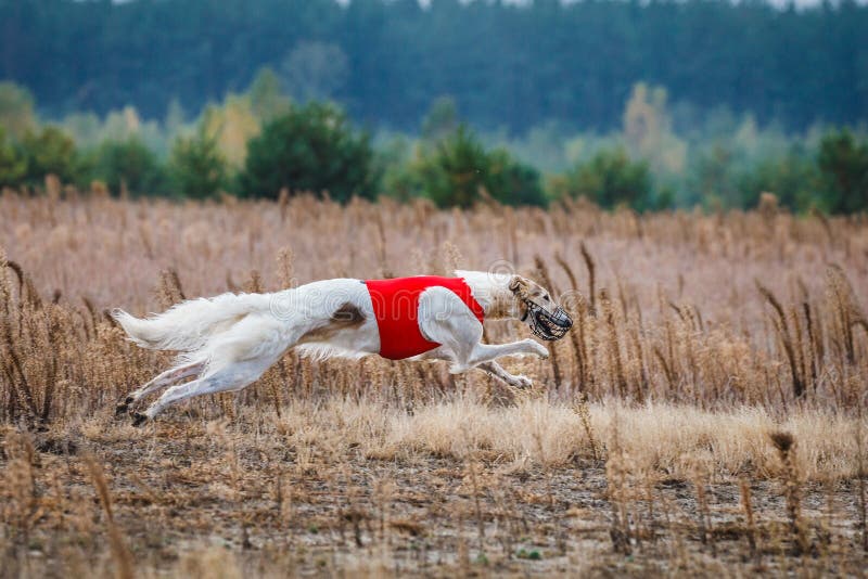 Coursing. Russian Borzoi Dog Running in the Field Stock Photo - Image ...