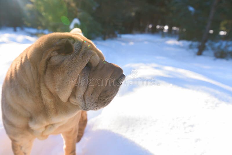 Race Shar Pei de chien marchant dans la fin de forêt d'hiver image libre de droits Race Shar Pei de chien marchant dans la fin de forêt d'hiver image libre de droits
