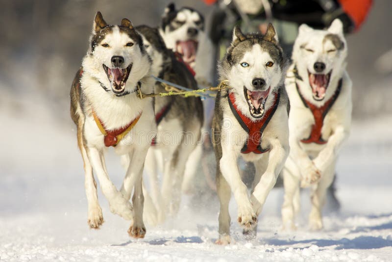 Front view at four alaskan malamute at race in winter. Front view at four alaskan malamute at race in winter