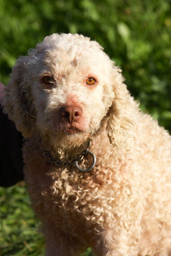 Race truffle dogs stock image. Image of gastronomy, dish 46945343