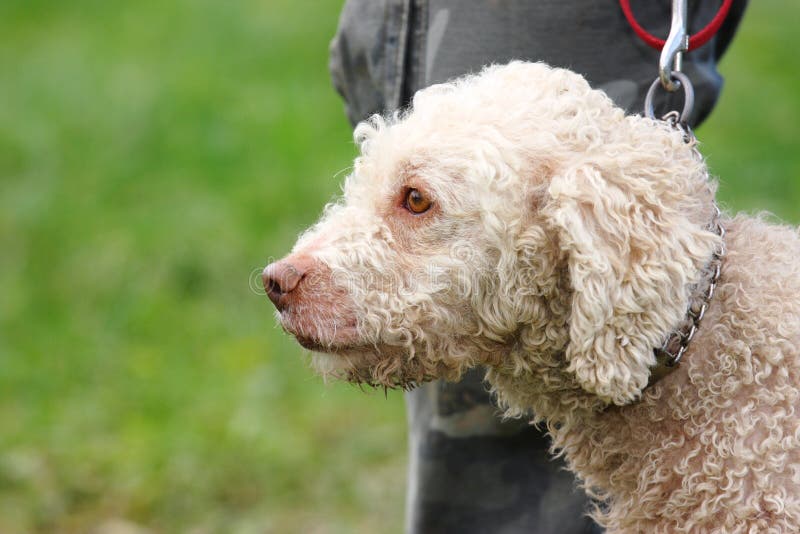 Race truffle dogs stock image. Image of desire, gourmet 46949833