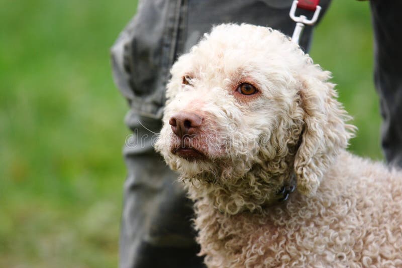 Race truffle dogs stock photo. Image of exclusive, festivals 46949850