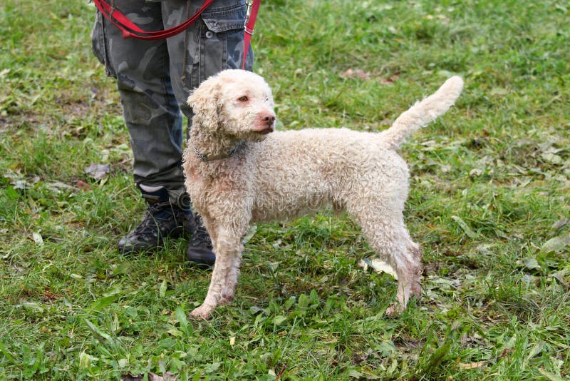 Race truffle dogs stock image. Image of italy, festivals 46950075