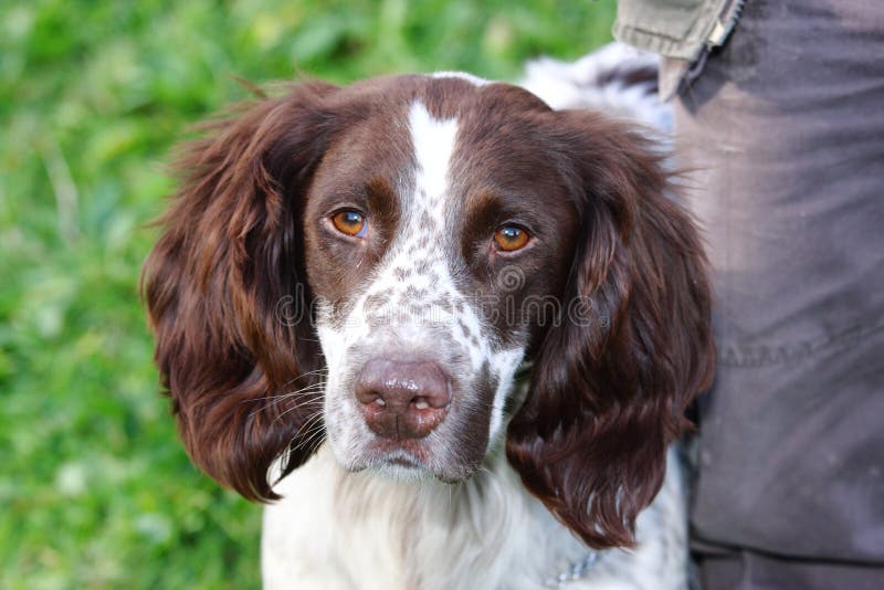 Race truffle dogs stock image. Image of italy, desire 46950171