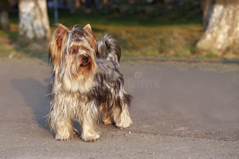 Race Yorkshire Terrier de chien image libre de droits Race Yorkshire Terrier de chien image libre de droits