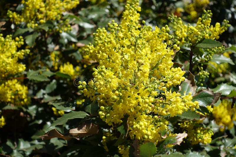 Raceme van heldere gele bloemen van hulstdruif royalty-vrije stock foto Raceme van heldere gele bloemen van hulstdruif royalty-vrije stock foto