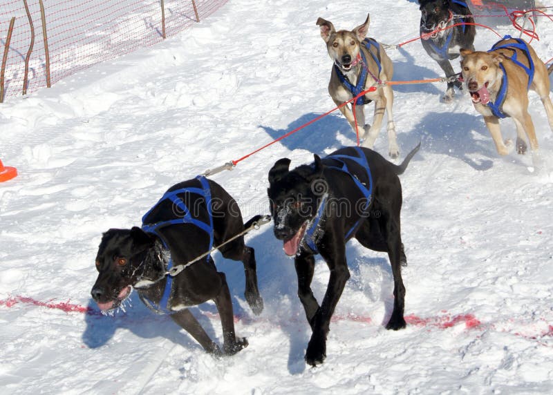 Races on the dog stock photo. Image of active, nature 18508784