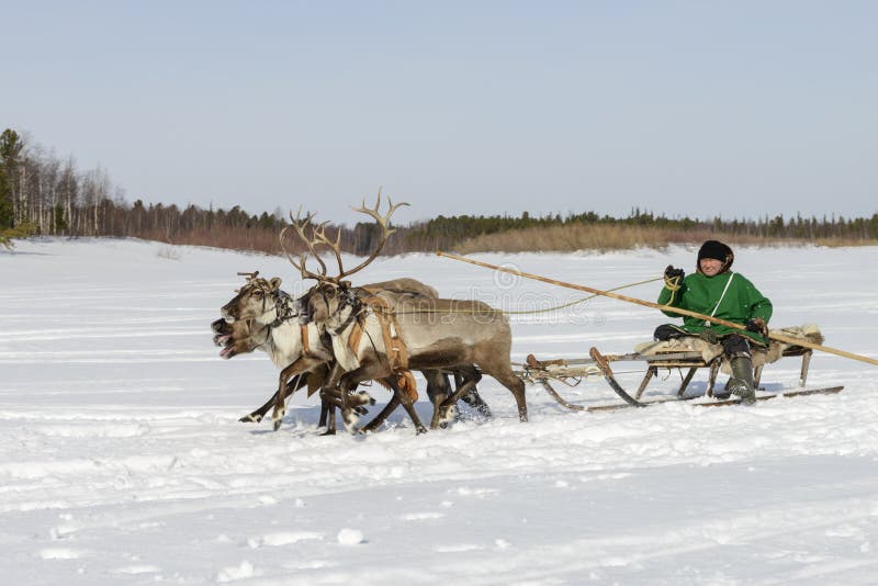 Races on reindeer sled in the Reindeer Herder's Day on Yamal royalty free stock image Races on reindeer sled in the Reindeer Herder's Day on Yamal royalty free stock image