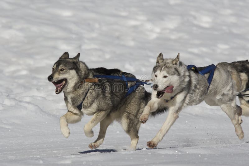 Sled dogs pulling toboggan in world cup race. Sled dogs pulling toboggan in world cup race