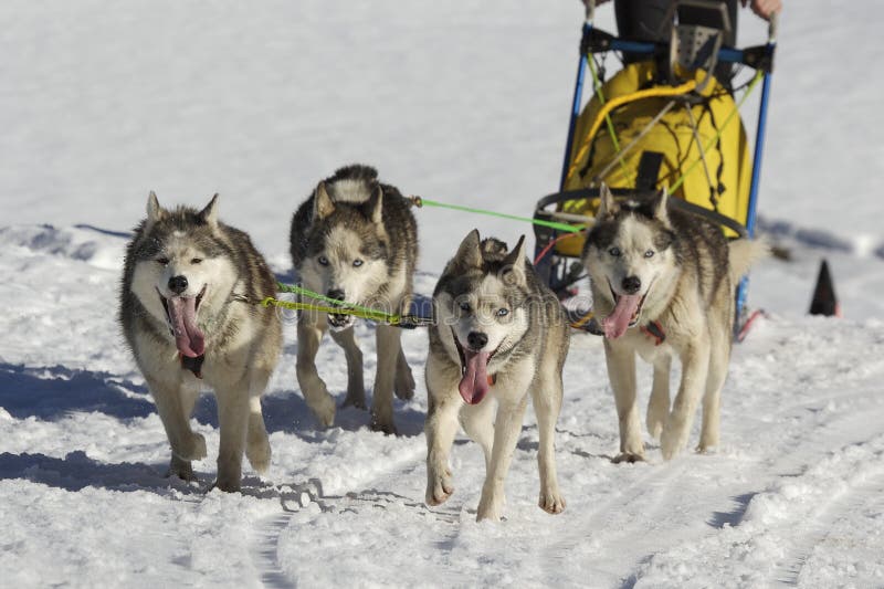 Sled dogs pulling toboggan in world cup race. Sled dogs pulling toboggan in world cup race