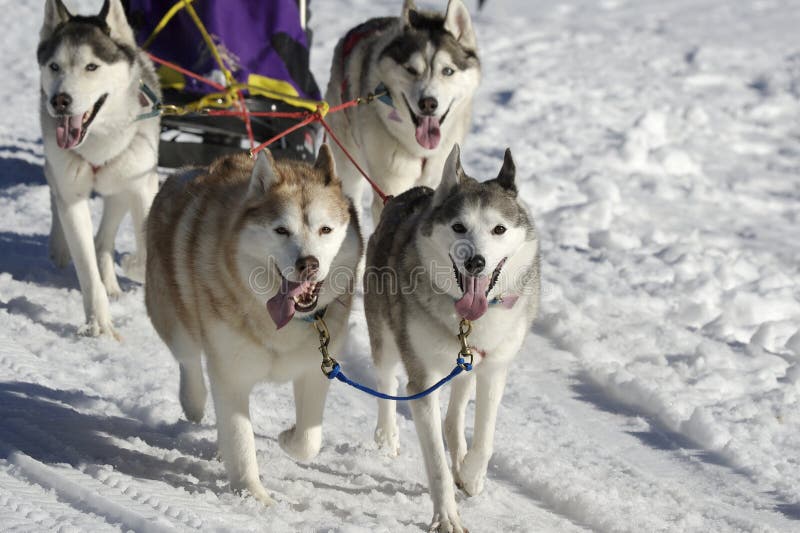 Sled dogs pulling toboggan in world cup race. Sled dogs pulling toboggan in world cup race