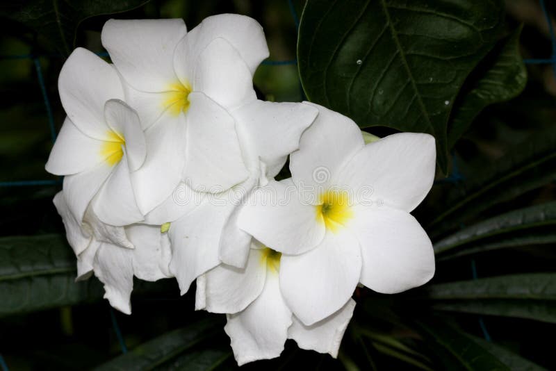 Racimo De Flor De Pudica Del Plumeria, Plumeria De La Hoja Del Violín,  Flecha De Oro Imagen de archivo - Imagen de hojas, centro: 126673217