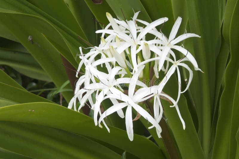 Racimo De Flores Blancas De Un Pedunculatum De Crinum O Lirio De Pantano  Imagen de archivo - Imagen de naturalness, pantano: 214975015