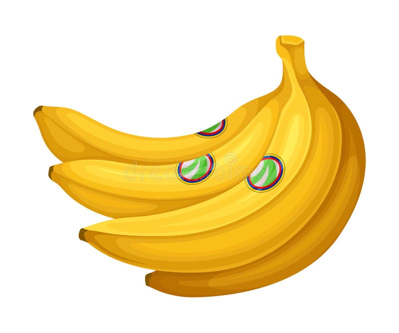 Racimo de plátanos maduros como ilustración vectorial de atributo ecuador