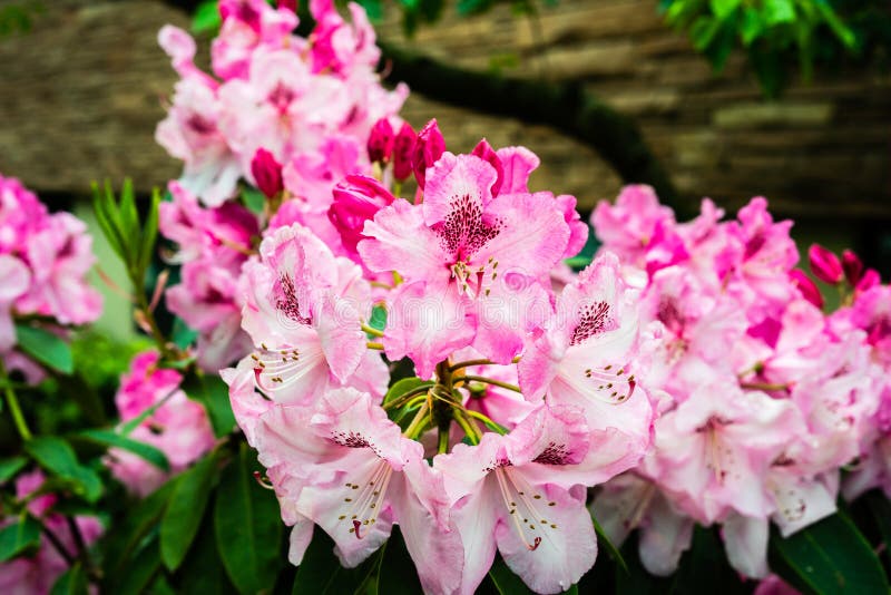6,585 Rododendros Fotos - Libres de Derechos y Gratuitas de Dreamstime