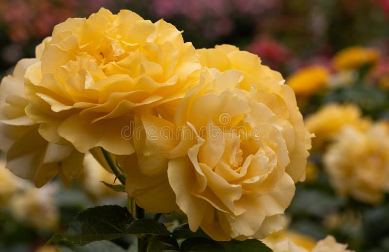Racimo del primer de rosas híbridas amarillas del floribunda de Julia Child en foco selectivo con la rosaleda colorida en fondo imagen de archivo Racimo del primer de rosas híbridas amarillas del floribunda de Julia Child en foco selectivo con la rosaleda colorida en fondo imagen de archivo