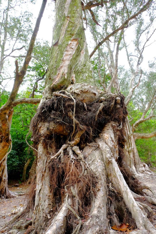 Racines d'arbre de Bia image stock Racines d'arbre de Bia image stock