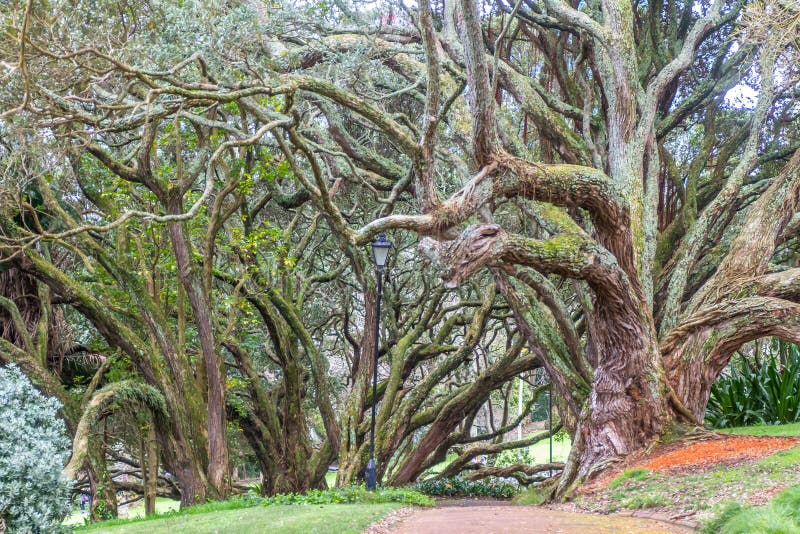 Buttress roots of Moreton Bay fig tree in Albert Park, Auckland, New Zealand. Buttress roots of Moreton Bay fig tree in Albert Park, Auckland, New Zealand