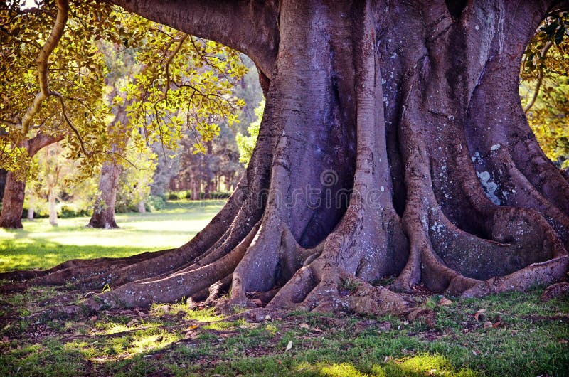 Giant sturdy roots and trunk of a Moreton Bay Fig Tree in Centennial Park, Sydney, NSW, Australia. Giant sturdy roots and trunk of a Moreton Bay Fig Tree in Centennial Park, Sydney, NSW, Australia