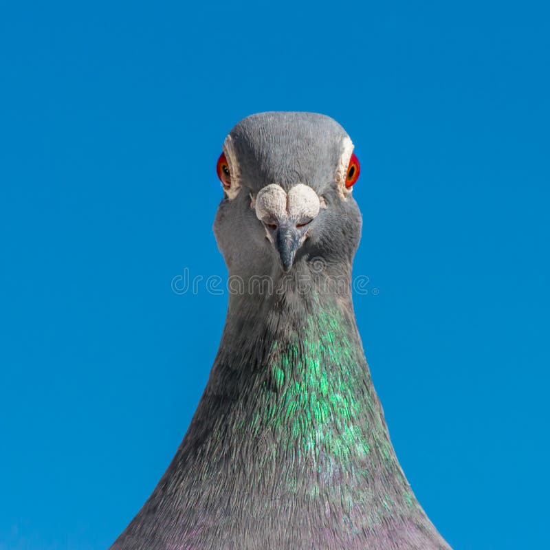A Portrait Of A Racing Pigeon Against The Blue Sky As A Background
