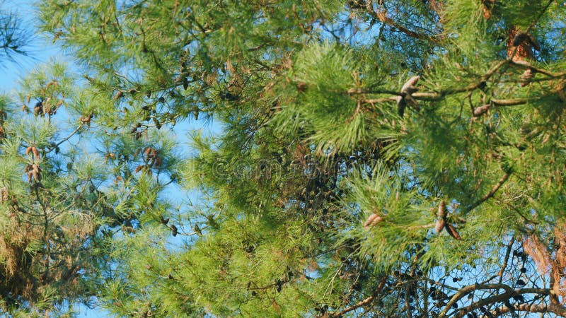 Con de pin destul de agățat de ramură. conuri de pin la sfârșitul ramurilor. focalizare în rack. stock video