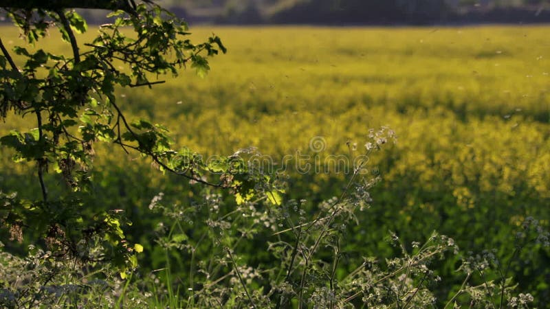 Rack focus shot of an oak tree and a field of oilseed rape or rapeseed yellow flowers in the British or English countryside