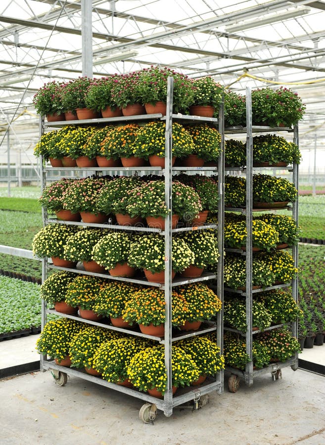 Racks of potted chrysanthemums