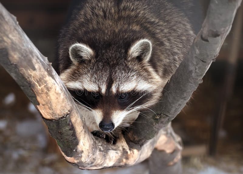 Racoon cute looking at camera stock image Racoon cute looking at camera stock image