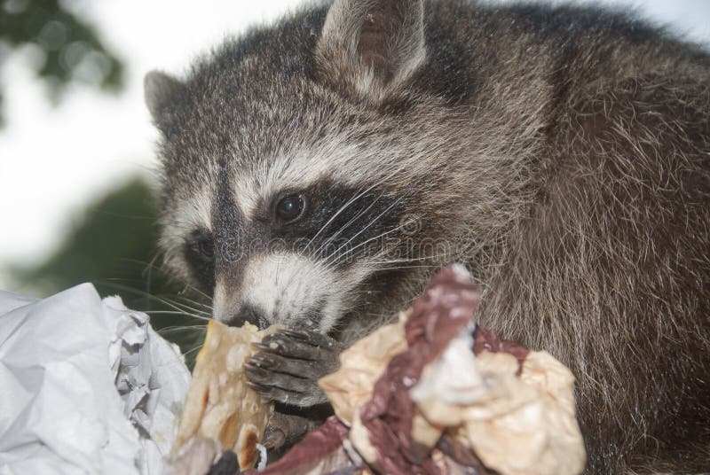 Hungry Racoon stock image. Image of coon, dexterous, procyonid 63093105