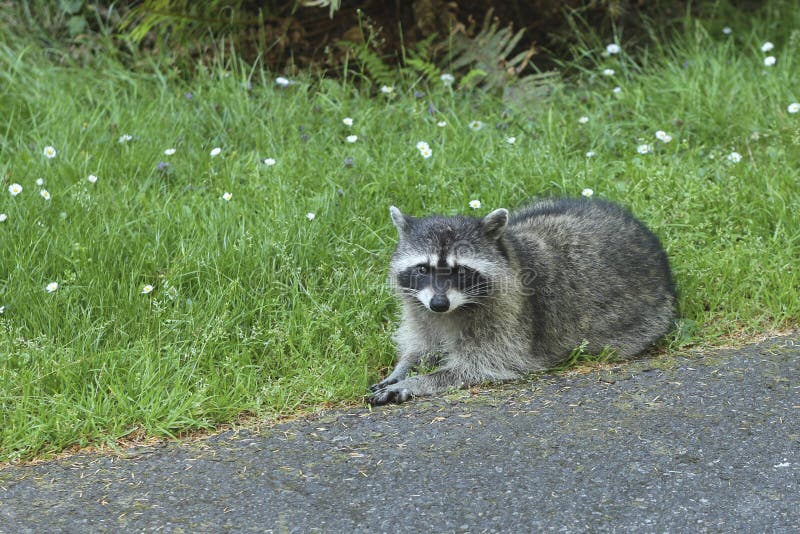 Racoon by the road.