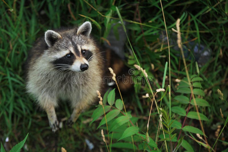 Curious racoon in a forest looking up. Curious racoon in a forest looking up