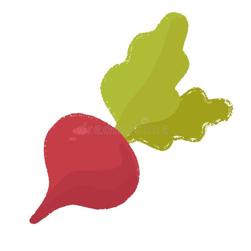 Watercolor Raddish Stock Illustrations 17 Watercolor Raddish Stock