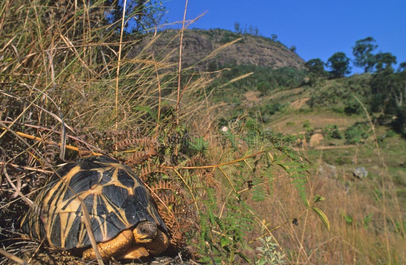 Radiated tortoise