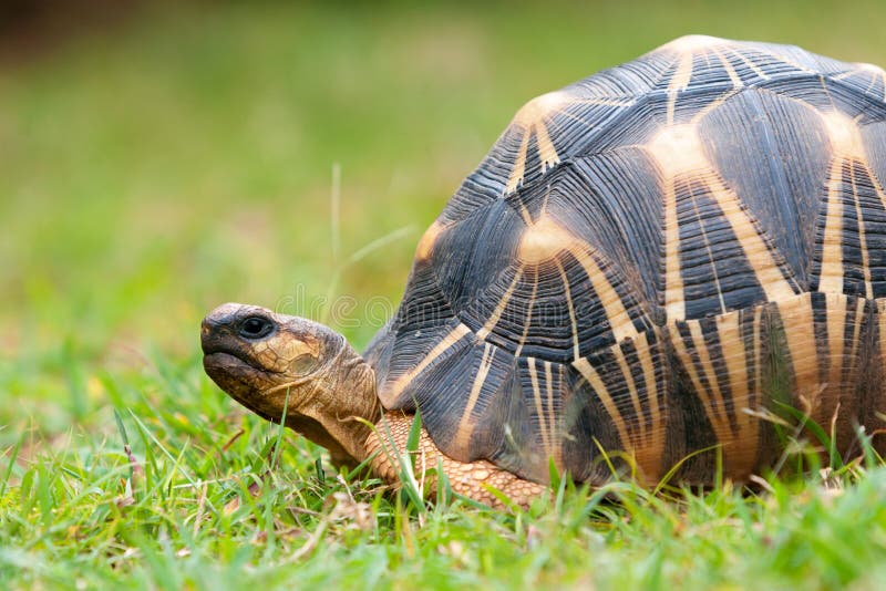 The radiated tortoise