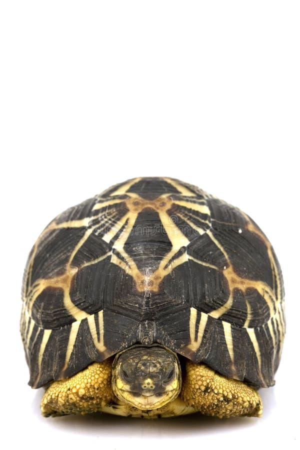 Radiated Tortoise