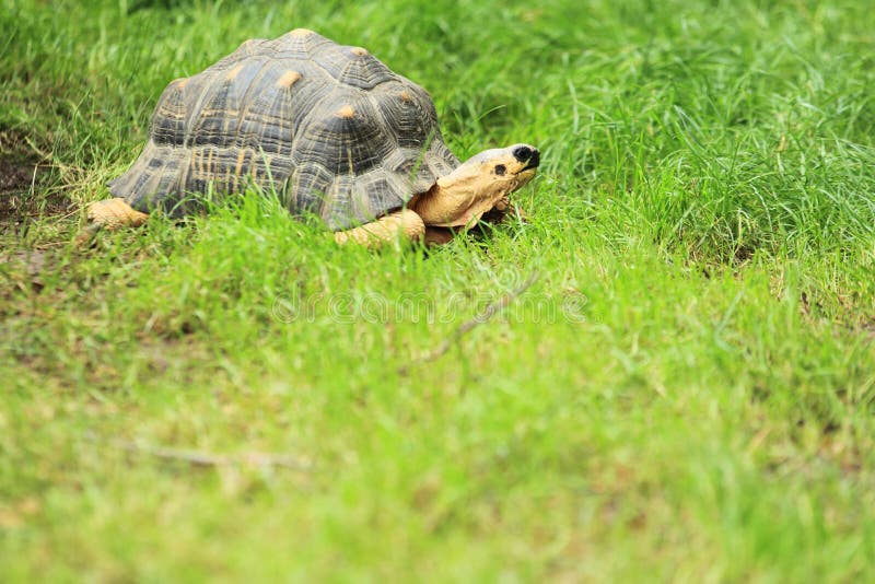 Radiated tortoise