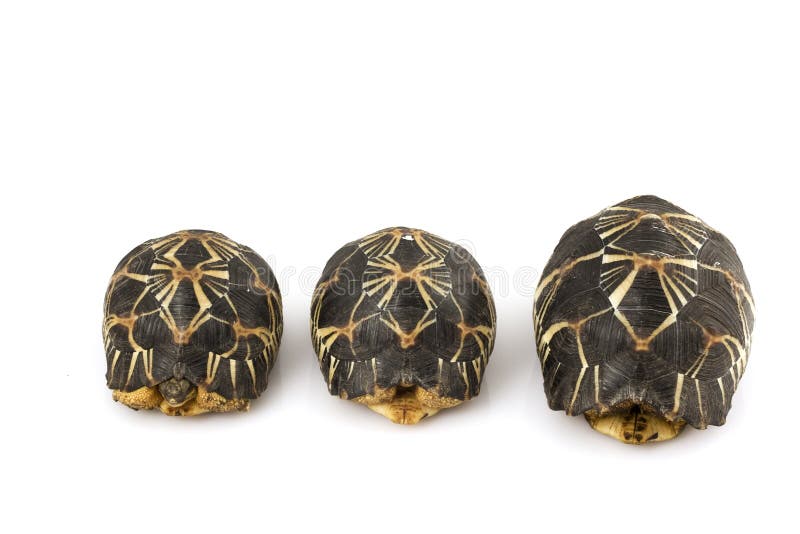 Radiated Tortoises