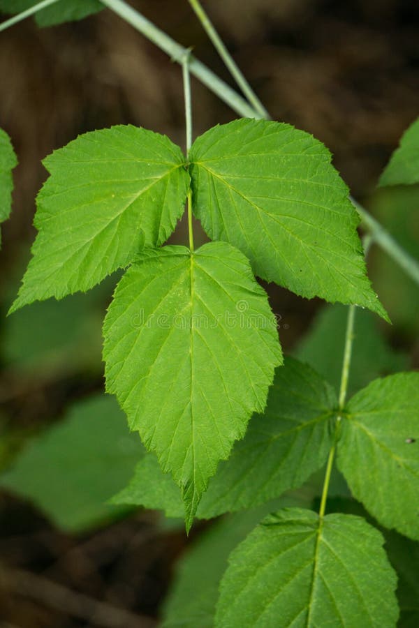 Radicans Toxicodendron †плюща отравы « стоковая фотография Radicans Toxicodendron †плюща отравы « стоковая фотография