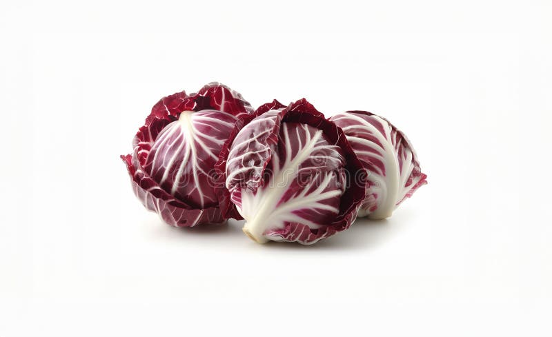 Radicchio fresco sobre fondo blanco ilustración del vector