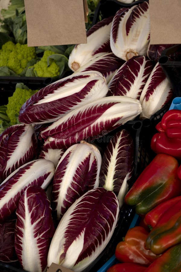 Radicchio rosso di Treviso, commonly known as Treviso has elongated, variegated red leaves