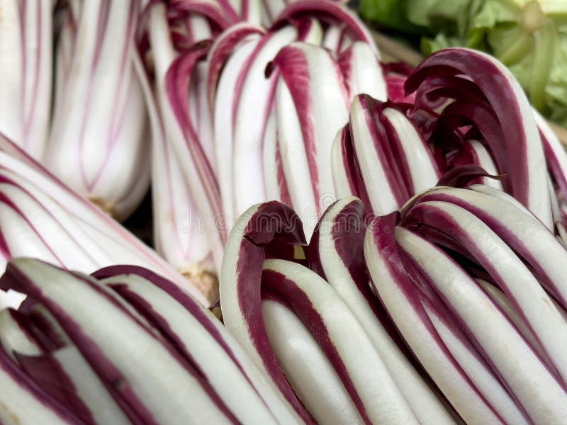 Radicchio treviso fresco con hojas rojas cerradas en la pantalla del mercado stock de ilustración