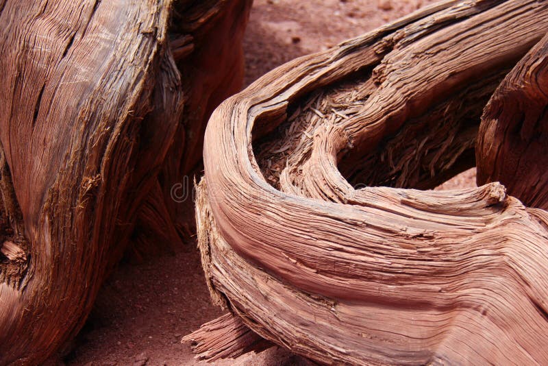 Radice rossa dell'albero immagine stock Radice rossa dell'albero immagine stock