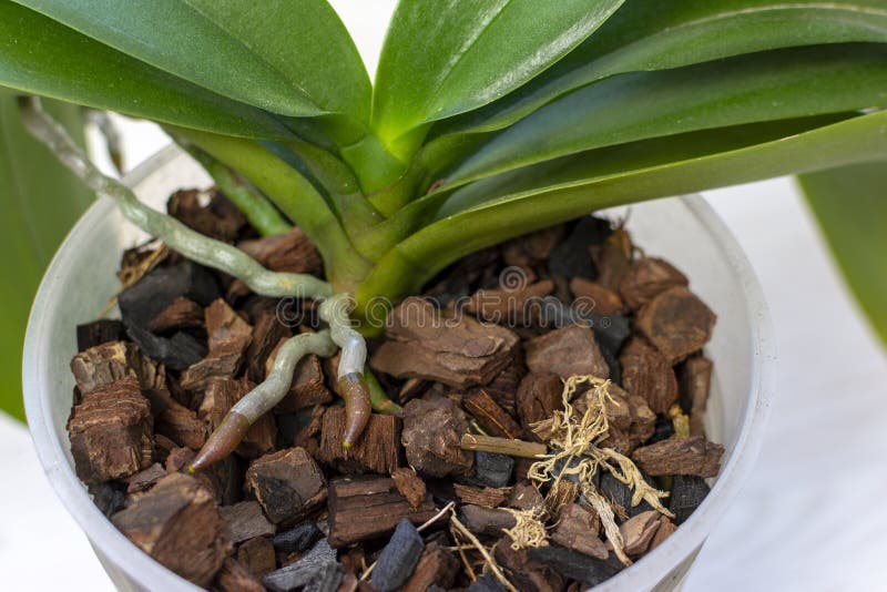 Radici aeree delle orchidee chiuse sulla superficie delle radici sane delle orchidee. chiusura delle radici di orchidea. orchidea e radice.