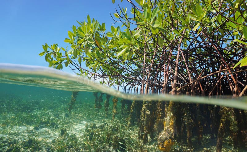 Radici degli alberi della mangrovia sopra e sotto l'acqua