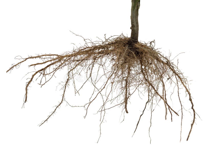 Radici dell'albero o della pianta isolata