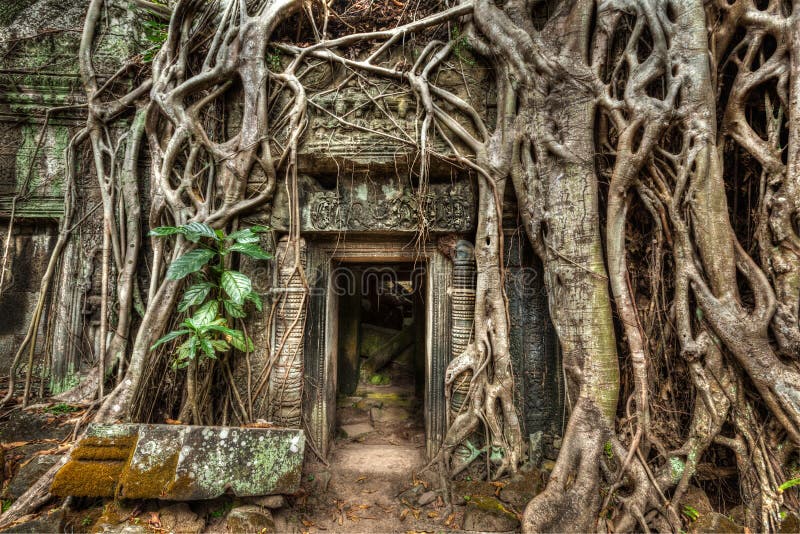 Radici di pietra antiche dell'albero e della porta, tempio di Prohm di tum, Angkor, Camb