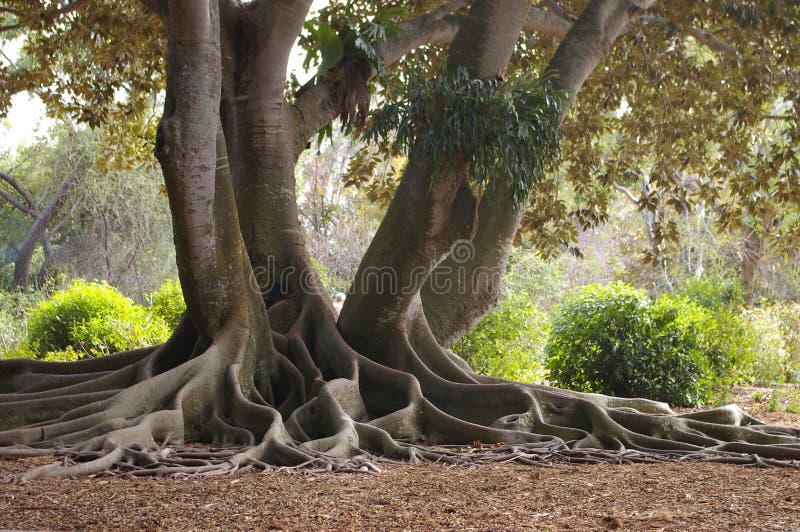 Radici di un albero di Banyan