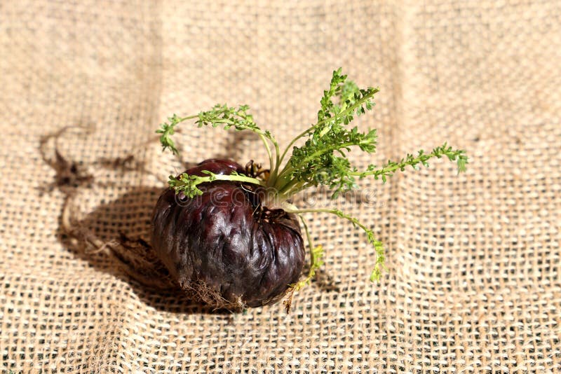 Radici macate fresche o ginseng peruviano. Vari tipi di maca peruviana su fondo rustico ginseng
