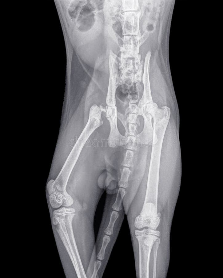 Radio D Un Chat Avec Une Fracture Du Bassin Photo Stock Image Du Rupture Medecine